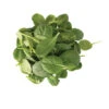 Tatsoi -Verdant Bloom Store 02897 02 tatsoi