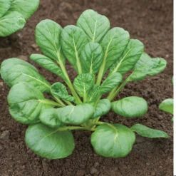 Tatsoi -Verdant Bloom Store 02897 05 tatsoi