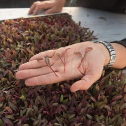 Beet, Bull's Blood -Verdant Bloom Store 02912m 02 bulls blood