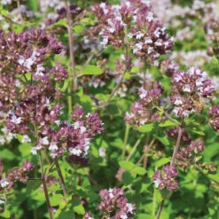 Wild Marjoram