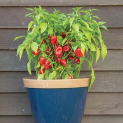 Lunchbox Red -Verdant Bloom Store 03032g 03 lunchboxred