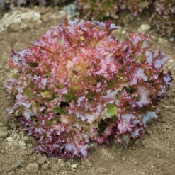 Salanova® Red Incised -Verdant Bloom Store 03053jp 03 redincisedleaffieldhorz