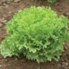 Salanova® Green Sweet Crisp -Verdant Bloom Store 03054jp 01 greensweetcrispfriseeheadfield
