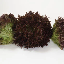 Salanova® Red Sweet Crisp -Verdant Bloom Store 03055jp 03 redsweetcrispfriseeheadstudio