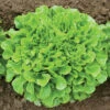 Salanova® Green Oakleaf -Verdant Bloom Store 03058jp 01 greenmultileafoakheadfield