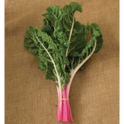 Peppermint -Verdant Bloom Store 03066 02 peppermint