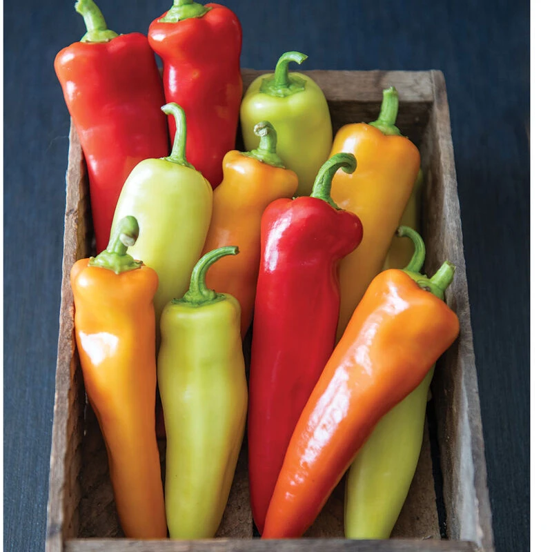 Hungarian Hot Wax 4 Hungarian Hot Wax - Image 2