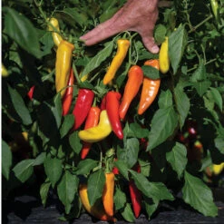 Hungarian Hot Wax 7 Hungarian Hot Wax -Verdant Bloom Store 03092g 03 hungarianhotwax