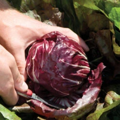 Perseo -Verdant Bloom Store 03099 02 perseoknifehorz