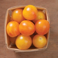 Sunrise Bumble Bee -Verdant Bloom Store 03112g 03 sunrisebumble