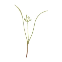 Fennel, Green -Verdant Bloom Store 03152m 01 fennelgreensilo