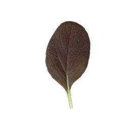 Rosie -Verdant Bloom Store 03159 04 rosie