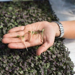 Pac Choi, Rosie -Verdant Bloom Store 03159m 02 rosie