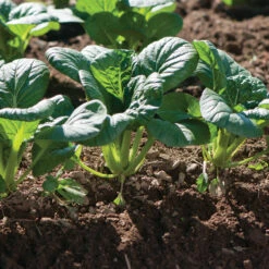 Koji -Verdant Bloom Store 03191 01 koji