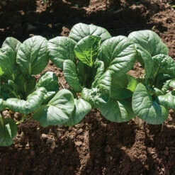 Koji -Verdant Bloom Store 03191 02 koji