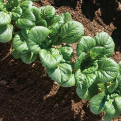 Koji -Verdant Bloom Store 03191 03 koji