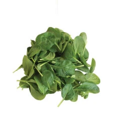 Koji -Verdant Bloom Store 03191 05 koji