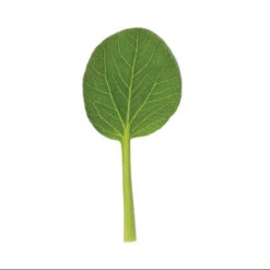 Koji -Verdant Bloom Store 03191 06 koji