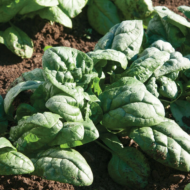 Kookaburra 3 Kookaburra