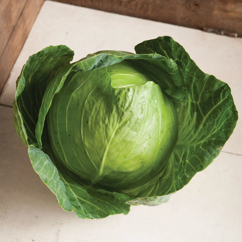 Primo Vantage 4 Primo Vantage - Image 2