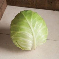 Primo Vantage 7 Primo Vantage -Verdant Bloom Store 03231 03 primovantage