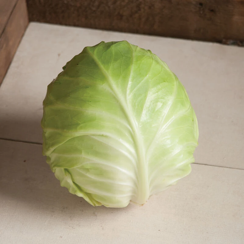 Primo Vantage 5 Primo Vantage - Image 3