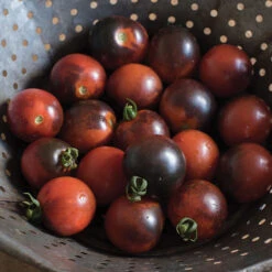 Indigo Cherry Drops -Verdant Bloom Store 03233g 02 indigocherrydrops