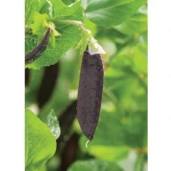 Royal Snow -Verdant Bloom Store 03242 02 royalsnow