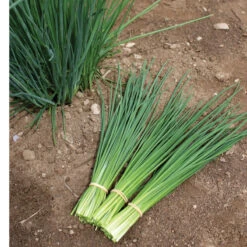 Dolores -Verdant Bloom Store 03290 03 dolores