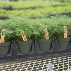 Teddy -Verdant Bloom Store 03293 03 teddy