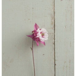 Pink Petticoat -Verdant Bloom Store 03296 02 pink petticoat