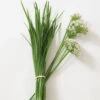 Chinese Leeks/Garlic Chives -Verdant Bloom Store 03299 01 chinese leeks