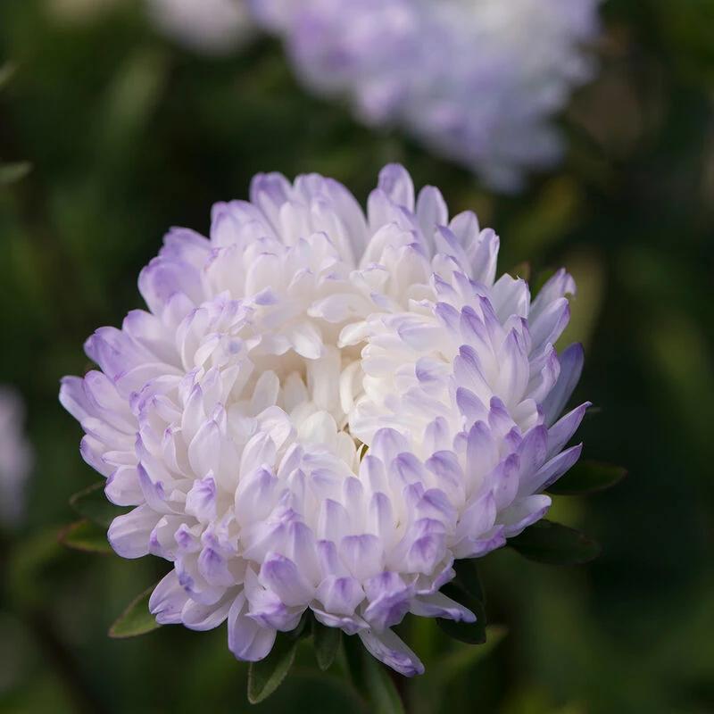 Tower Silver 3 Tower Silver