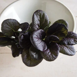 Red Cloud -Verdant Bloom Store 03341 01 redcloud