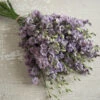 Misty Lavender -Verdant Bloom Store 03347 01 misty lavender