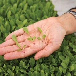 Dandelion, Red -Verdant Bloom Store 03357m 02 red dandilion