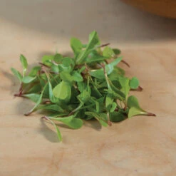 Dandelion, Red -Verdant Bloom Store 03357m 04 red dandilion