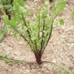 Italiko Red -Verdant Bloom Store 03358 01 italiko red