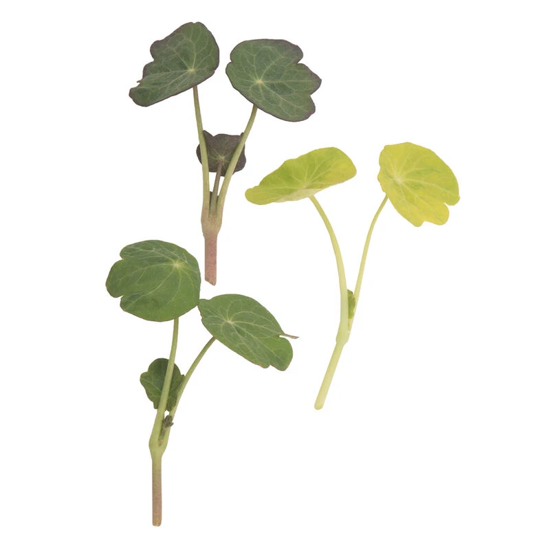 Shades Of Green Nasturtium 3 Shades Of Green Nasturtium