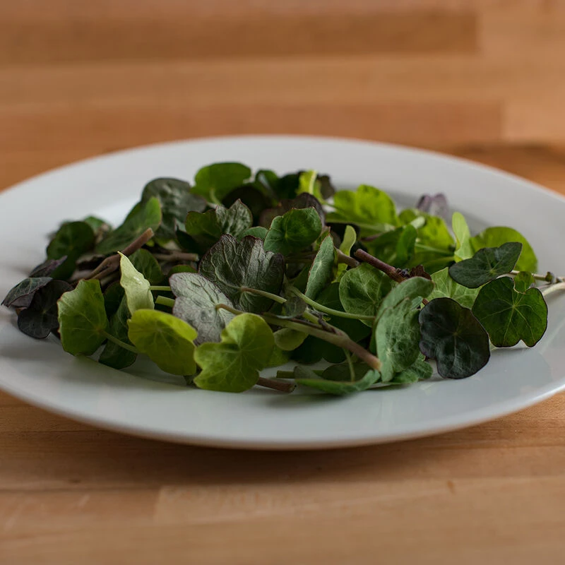 Shades Of Green Nasturtium 4 Shades Of Green Nasturtium - Image 2