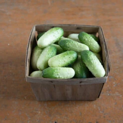 Quirk -Verdant Bloom Store 03408 03 quirk