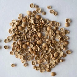 Santo Monogerm -Verdant Bloom Store 03446mg 03 cilantro monogerm 1