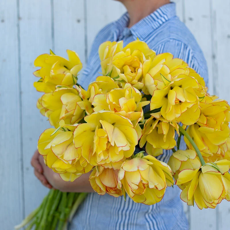 Akebono 4 Akebono - Image 2