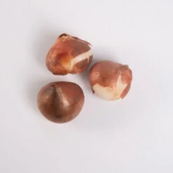 Akebono 11 Akebono -Verdant Bloom Store 03469 05 akebono