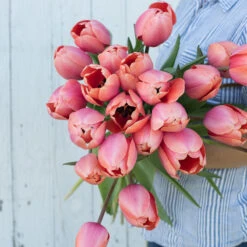 Apricot Impression -Verdant Bloom Store 03471 03 apricot impression