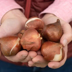 Apricot Impression -Verdant Bloom Store 03471 04 apricot impression