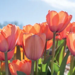 Apricot Impression -Verdant Bloom Store 03471 05 apricot impression