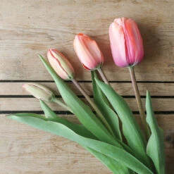 Apricot Impression -Verdant Bloom Store 03471 06 apricot impression