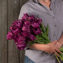 New Arrival -Verdant Bloom Store 03481 04 negrita double