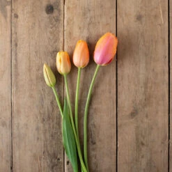 Dordogne -Verdant Bloom Store 03482 05 dordonge